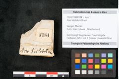 Foto (Objekt + Etikett) von Acer trilobatum Braun (NHMW-GEO-2024-0188-8184)